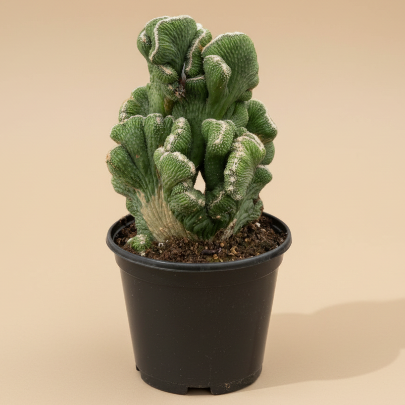 Succulent Cereus Coral Green