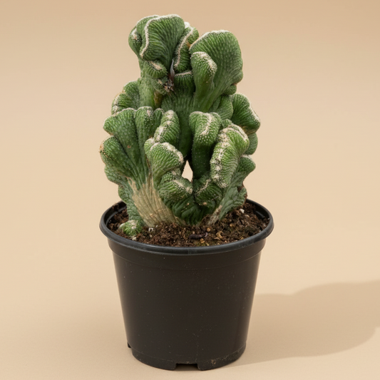Succulent Cereus Coral Green