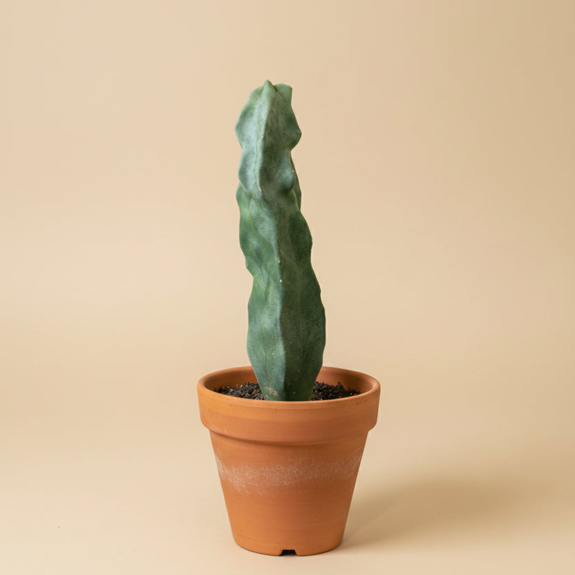 Totem Pole Cactus 4.5” Pot