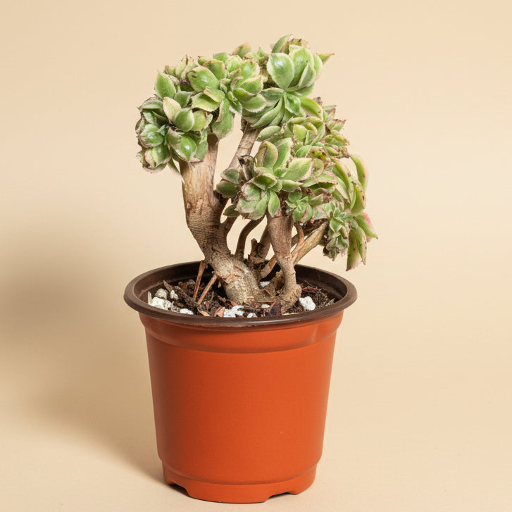 Variegated crested anemone sunburst succulent for sale