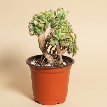 Variegated crested anemone sunburst succulent for sale