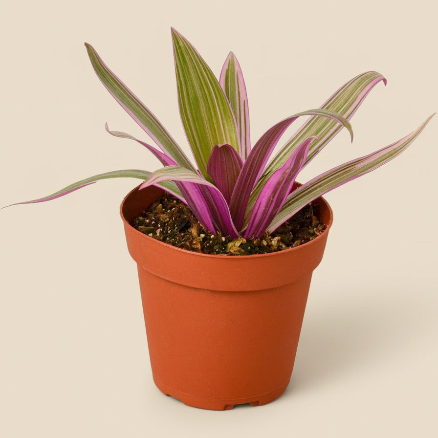 Oyster Plant 'Moses in the Cradle'