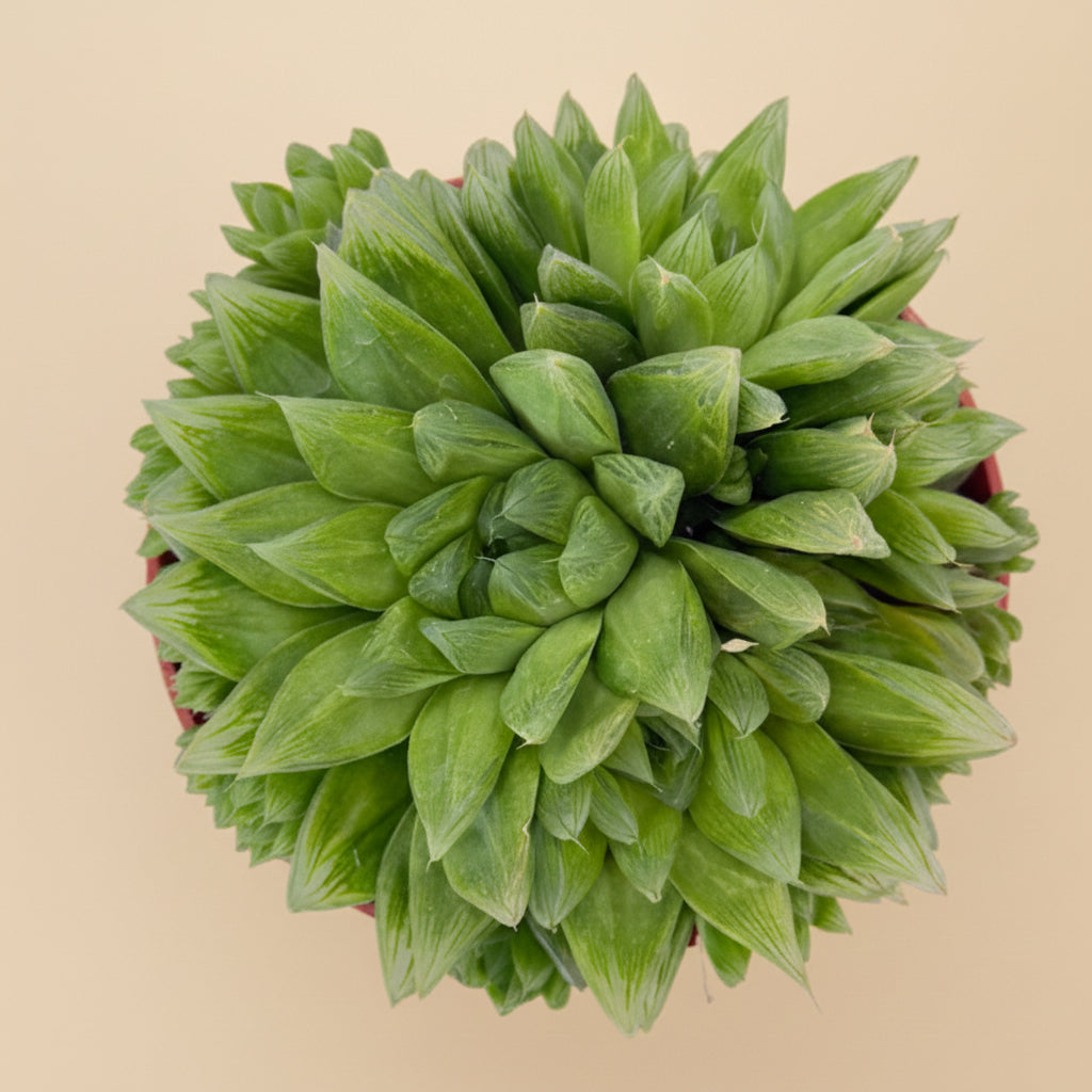 Cathedral Window Haworthia Cymbiformis 6”