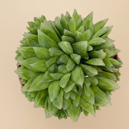 Cathedral Window Haworthia Cymbiformis 6”