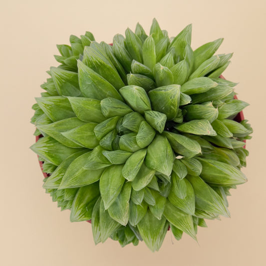 Cathedral Window Haworthia Cymbiformis 6”