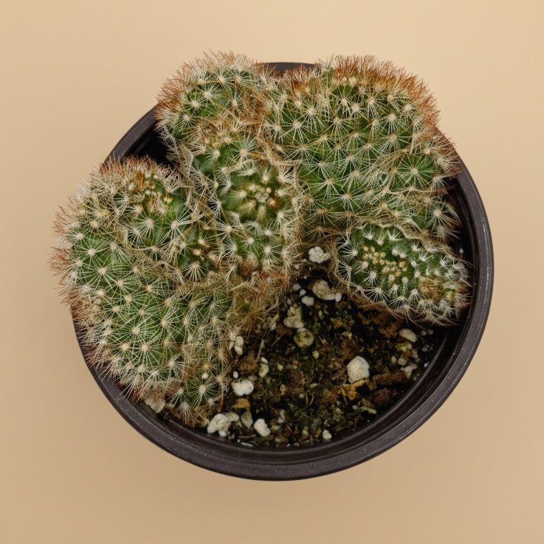 Crested Copper King Cactus | 4 inch | Mammillaria elongata