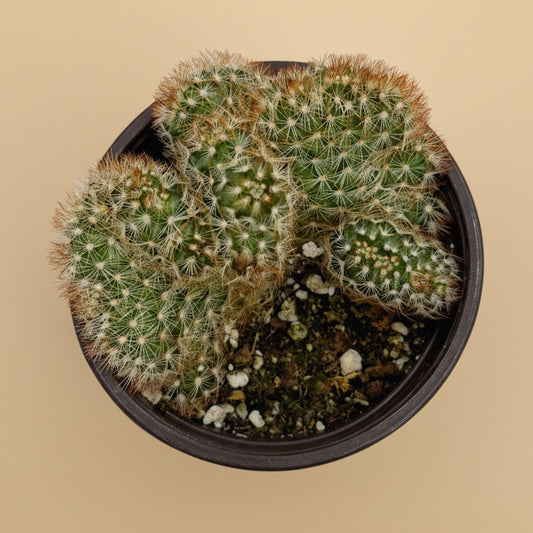 Crested Copper King Cactus | 4 inch | Mammillaria elongata