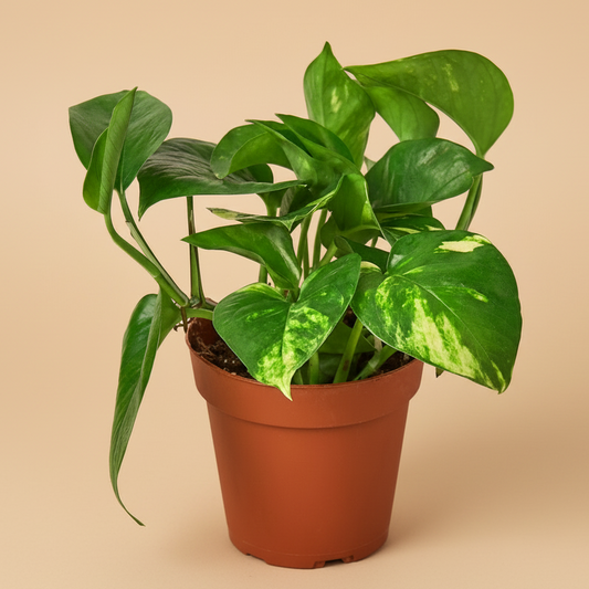 Pothos 'Golden'