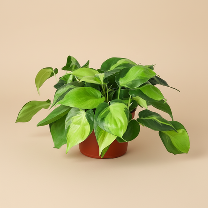 Philodendron 'Brasil'