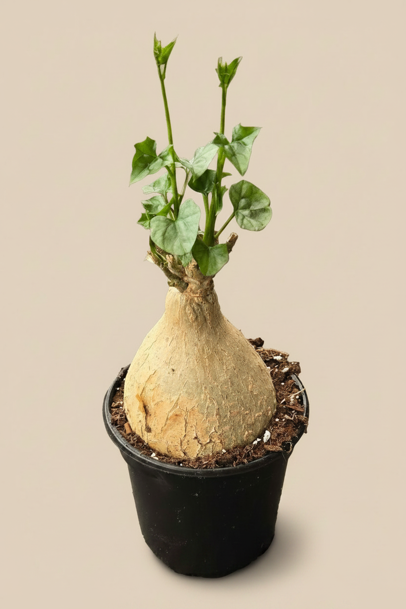 Gerradenthus Macrogizus 'Big Foot' 4 inch Grower Pot