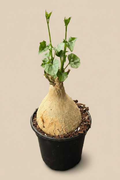 Gerradenthus Macrogizus 'Big Foot' 4 inch Grower Pot