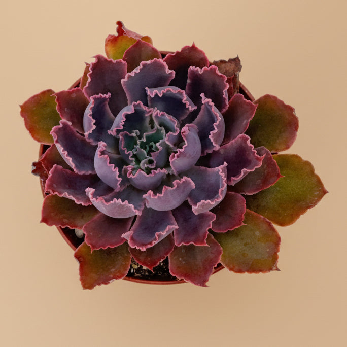 Echeveria Purple Dancer | 4 inch