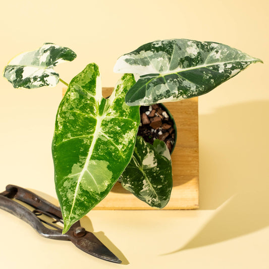 4" Variegated Alocasia 'Frydek'