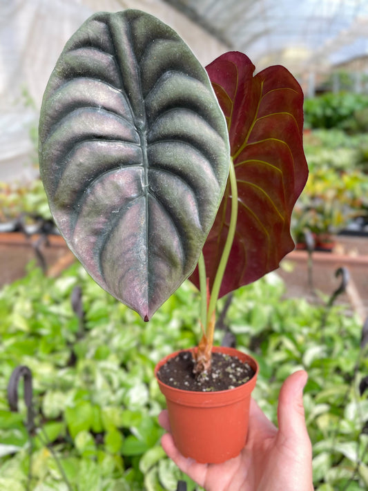 Alocasia Cuprea ‘Red Secret’
