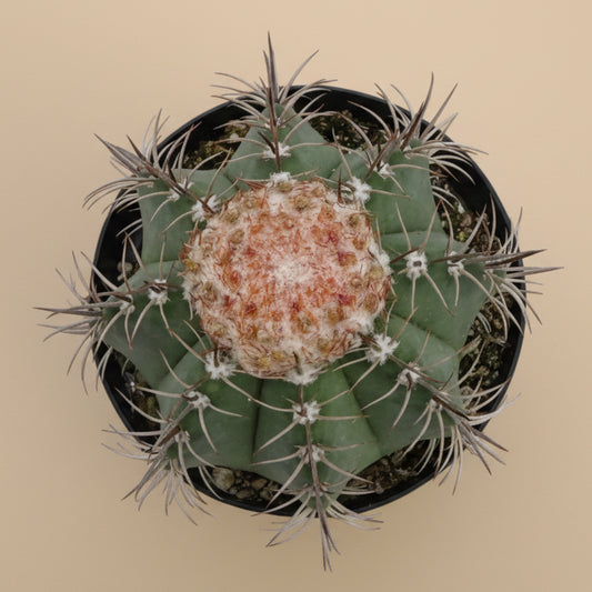 Turk’s Cap Cactus- Melocactus Matanzanus 3.5”