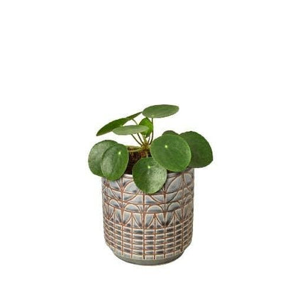 Pilea Peperomioides 'Chinese Money'