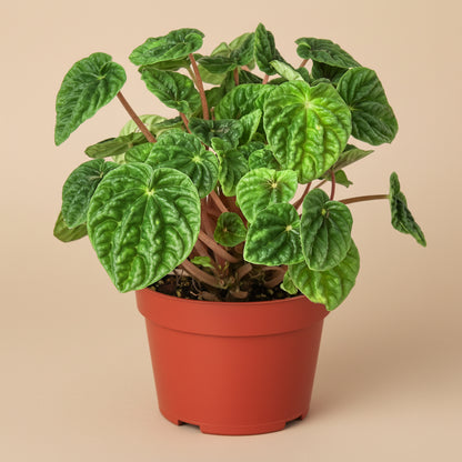 Peperomia 'Ripple'