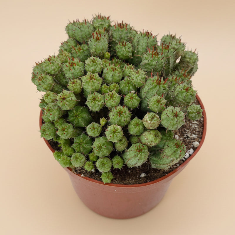 Euphorbia Monstrose | 6 inch | Euphorbia submammillaris