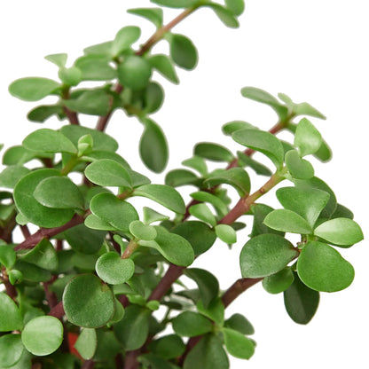 Portulacaria Afra 'Elephant Bush'