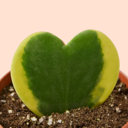 Hoya 'Sweetheart Variegated'