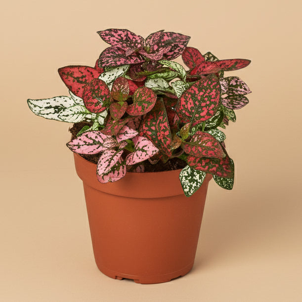 Hypoestes 'Polka Dot'