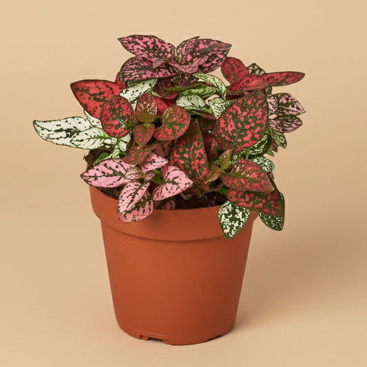 Hypoestes 'Polka Dot'