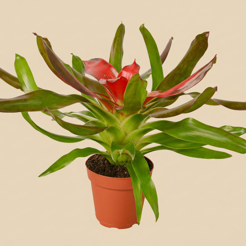 Bromeliad Medusa