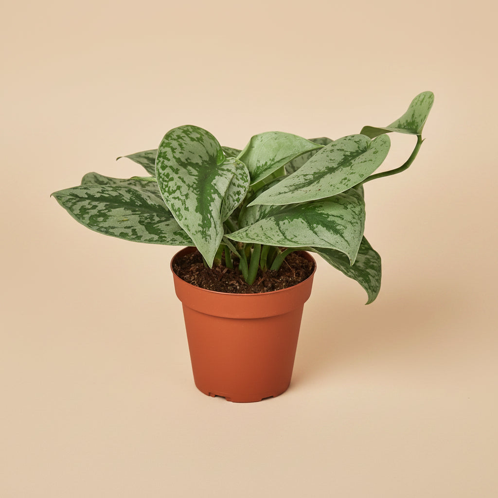 Scindapsus pictus 'Exotica' - 4" Pot - NURSERY POT ONLY