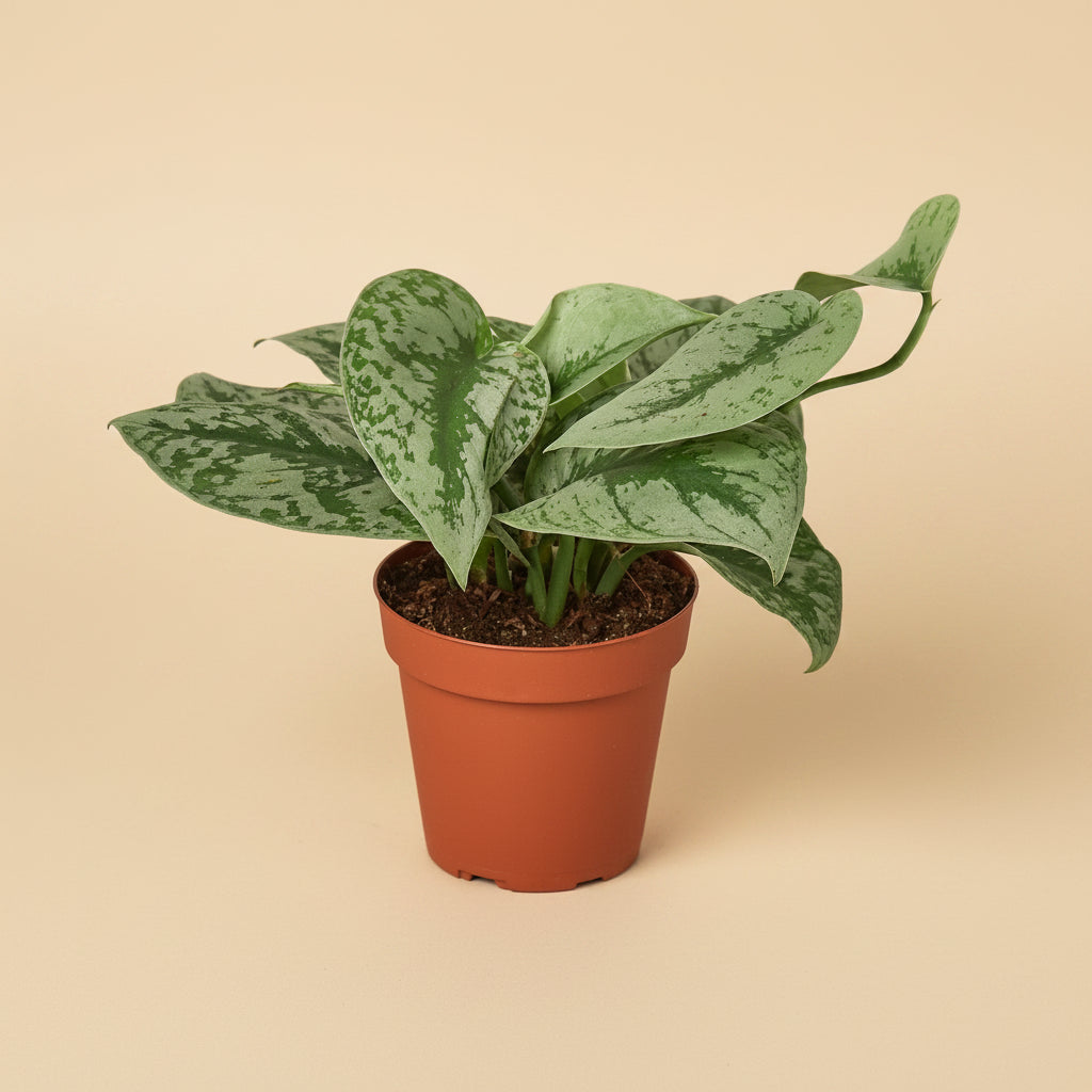 Scindapsus pictus 'Exotica' - 6" Pot - NURSERY POT ONLY