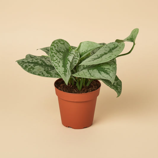Scindapsus pictus 'Exotica' - 6" Pot - NURSERY POT ONLY