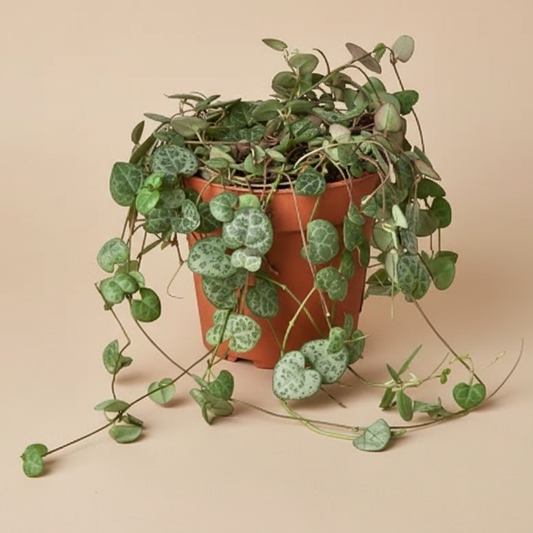 Succulent 'String of Hearts'