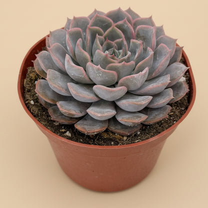 Echeveria Orion | 6 inch