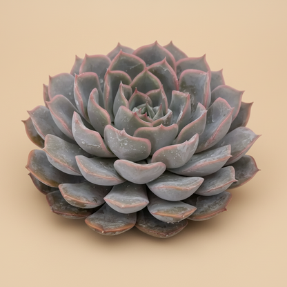 Echeveria Orion | 6 inch
