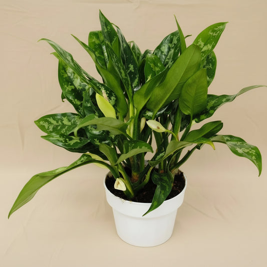 Aglaonema 'Maria'