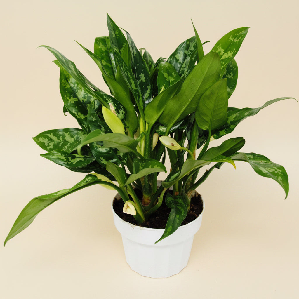 6" Potted Chinese Evergreen Maria