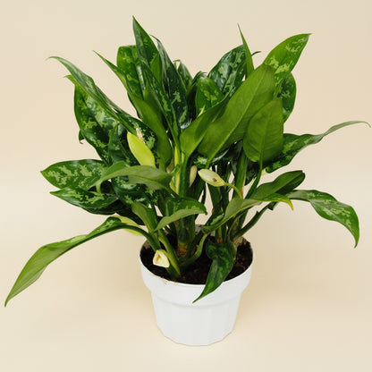 6" Potted Chinese Evergreen Maria