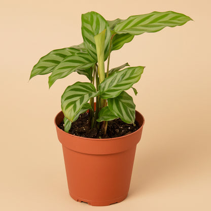 Calathea Concinna 'Freddie'