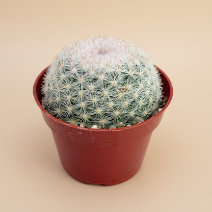 Snowball Cactus | 4 inch | Mammillaria candida