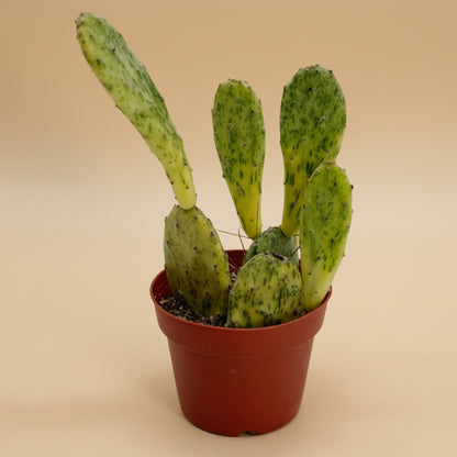 Sunburst Prickly Pear | 4 inch | Opuntia cochenillifera ‘Sunburst’