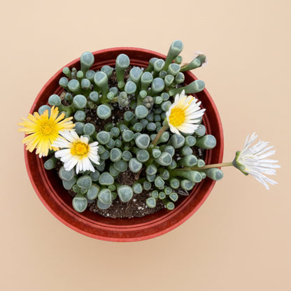 Baby Toes | 4 inch | Fenestraria aurantiaca
