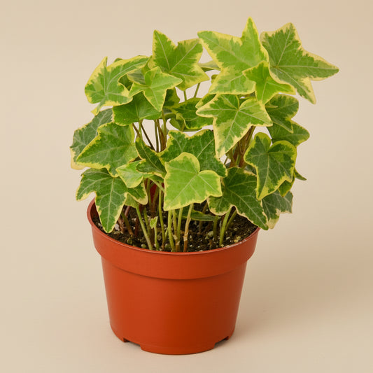 English Ivy Gold Child