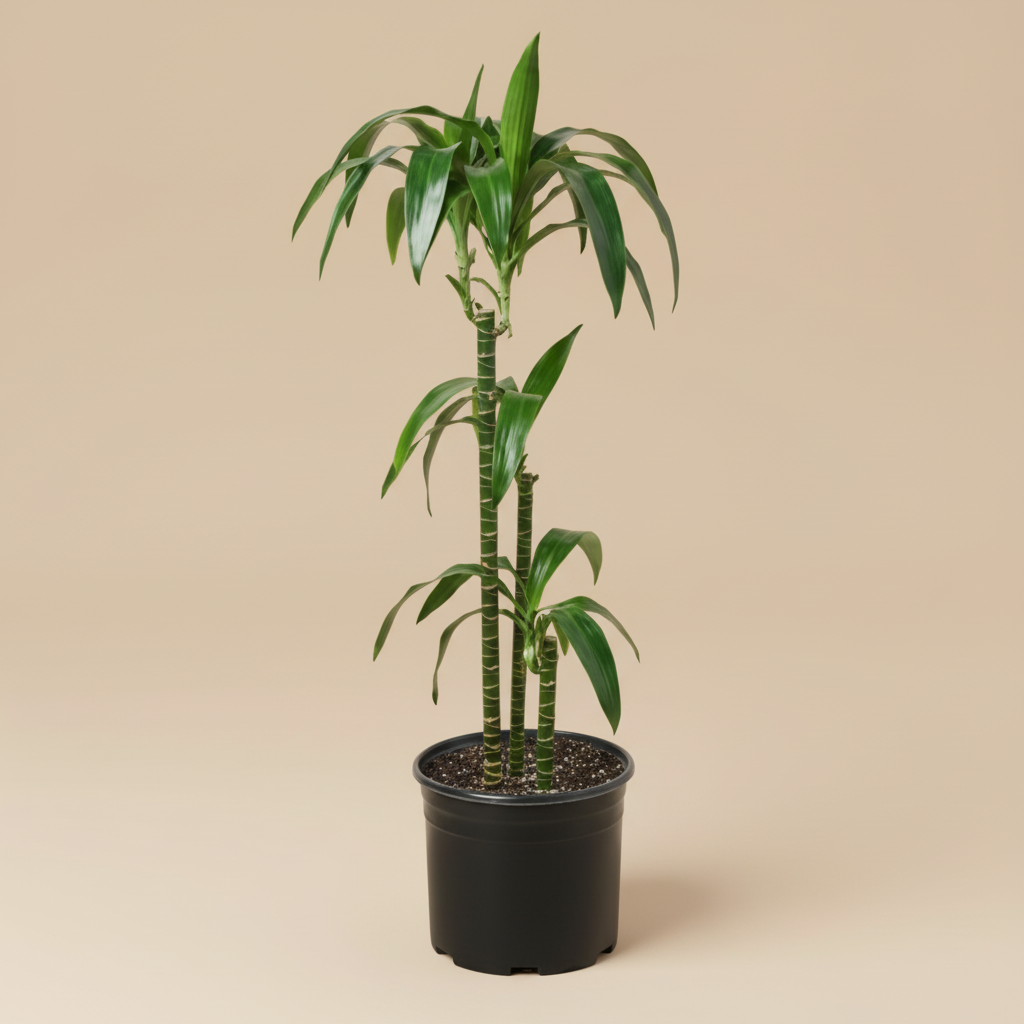 Dracaena 'Elegance' - 10" Pot