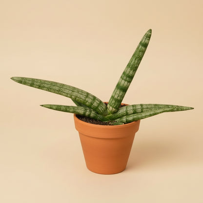 Snake Plant Starfish