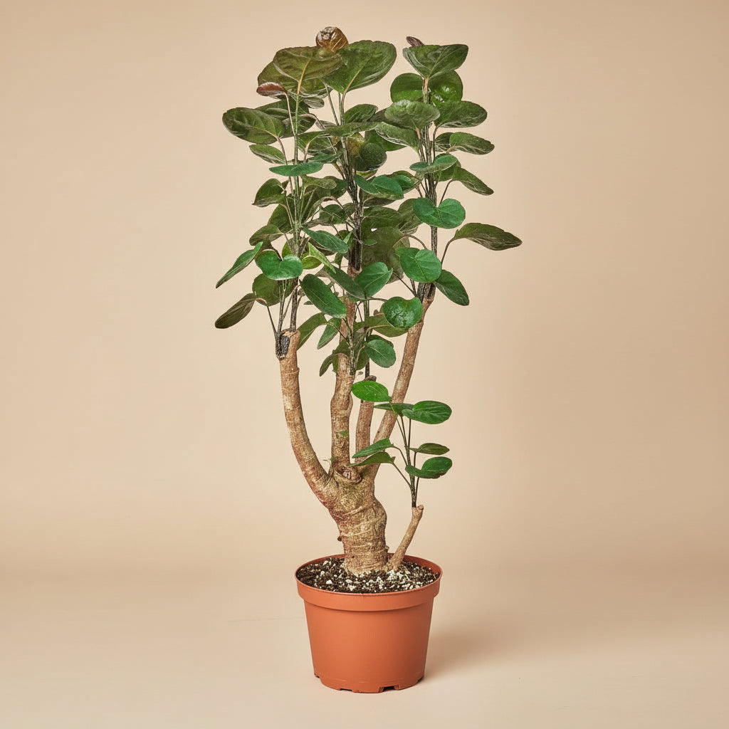 Aralia Fabian Stump 'Polyscias Scutellaria'