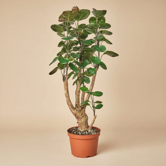 Aralia Fabian Stump 'Polyscias Scutellaria'