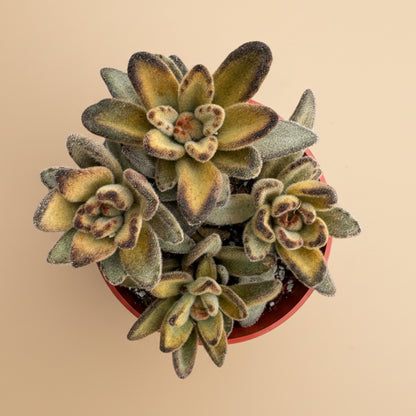 Chocolate Solider | 4 inch | Kalanchoe tomentosa