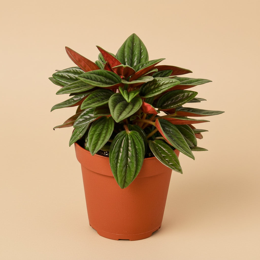 Peperomia Rosso