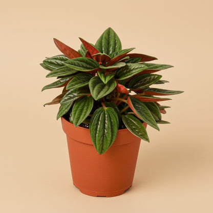 Peperomia Rosso