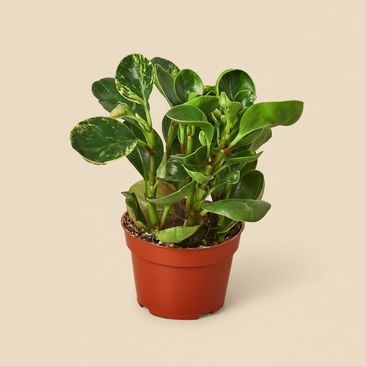 Peperomia 'Marble'