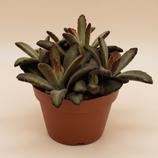 Chocolate Solider | 4 inch | Kalanchoe tomentosa